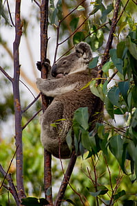 Koala, medve, Ausztrália, Queensland, erszényesek, vadon élő, fa