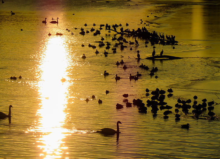 animale, raţe, gâşte, Swan, Heron, cormorani, apus de soare