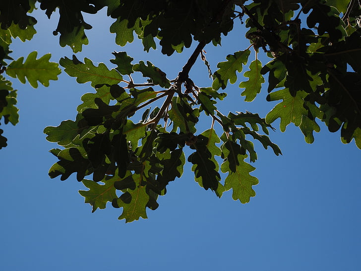 foglie di quercia, argentea, splendere, bordo d'argento, luce, luce posteriore, estetica
