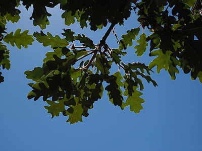 oak leaves, silvery, shine, silver edge, light, back light, aesthetic