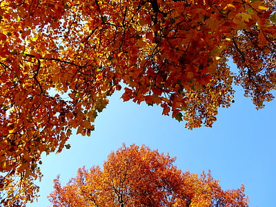 rudens, zaļumi, dzeltens lapām, koks, daba, parks, rudenī zaļumiem