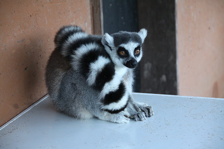 lemur, animal, madagascar, wild, cute, mammal