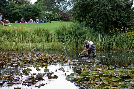 pond clearing, man, waders, lawn, hyde hall, essex, uk
