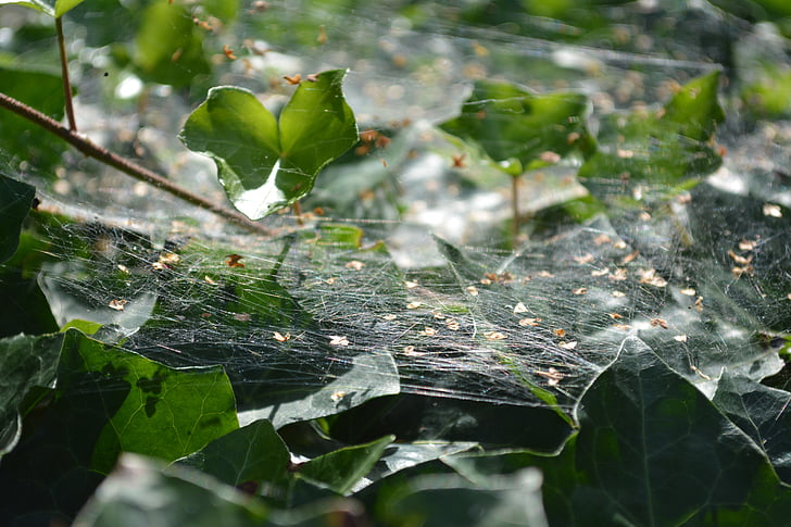 ιστός αράχνης, φύση, πράσινο, φύλλο, φυτό, Κισσός