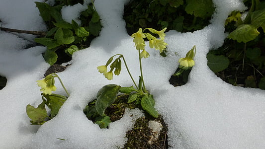 Allgäu, nieve en mayo, prímula