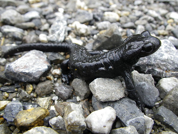 salamandra, amfibis, animal, negre, salamandra alpina