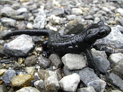 Salamander, kahepaiksed, looma, must, Alpine salamander