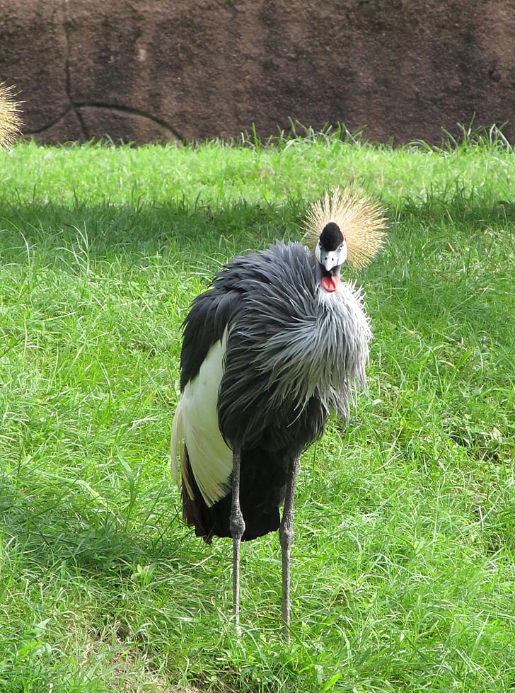 Gru coronata, Chiuda in su, uccello, rosso, bianco, nero, fauna selvatica