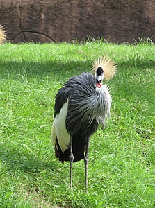 krönt crane, närbild, fågel, röd, vit, svart, vilda djur