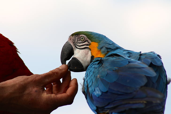 mirne modro ara, modri papagaj, hranjenje, ročno krmijo papiga, papiga, ptica, Ara, živali