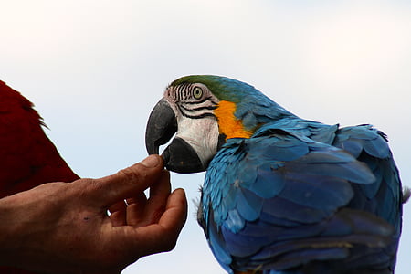 pieradināts zilais papagailis, zilais papagailis barošana, rokā, kas baro papagailis, papagailis, putns, ARA, dzīvnieku