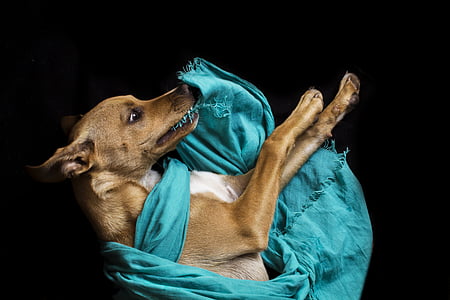狗, 窗帘, 宠物, 动物, 可爱, 小狗, 戏剧
