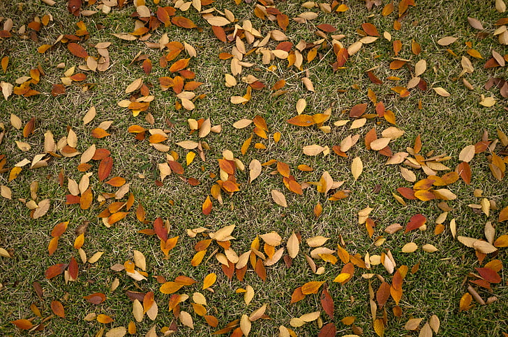 leaves, autumn, plants, the leaves, leaf, autumn leaves, nature
