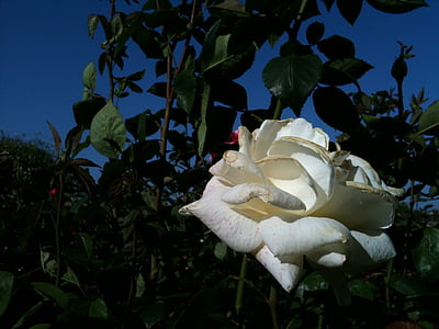 trắng, Hoa hồng, Hoa, Hoa đào, nở, nở hoa, thực vật có hoa