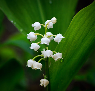 lily of the valley, flower, spring, nature, plant, leaf, close-up