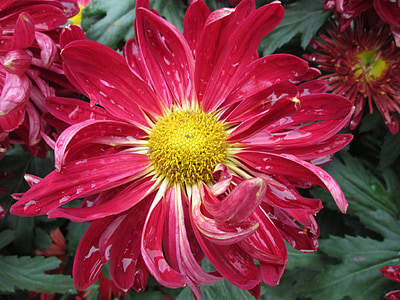 Chrysanthemum, anlegget, Park, rød