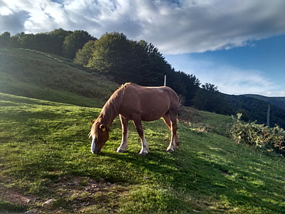 kôň, cesta, Santiago, Pyreneje, Francúzsko, oblaky, Mountain