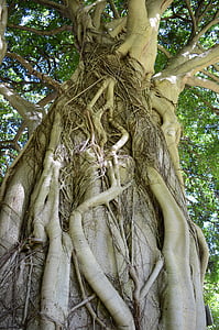 Jardim Botânico Kirstenbosch, cidade do cabo, árvore, raízes, natureza, Parque