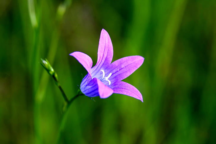 Wald-Blume, Klingelton, Blume, Daisy, kleine Blume, kleine Blumen, Blau