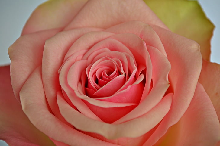 цветя, рози, розова роза, розово цвете, природата, градинско растение, пастелни цветове