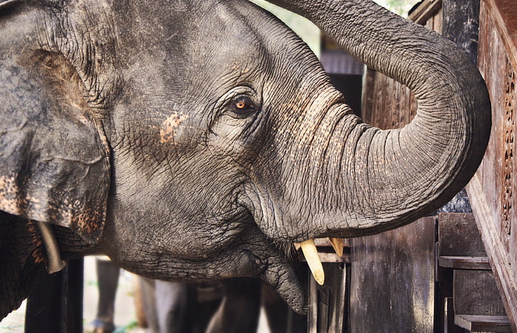 zviera, detail, slon, Elephant trunk, kly slona, slonová kosť, voľne žijúcich živočíchov