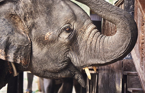 animal, close-up, elephant, elephant trunk, elephant tusks, ivory, wildlife