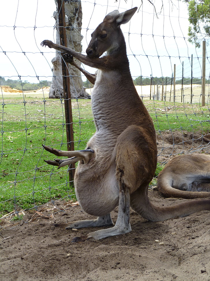 kangaroo, joey, australia, outback, pouch