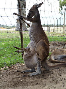 Kangaroo, Joey, Úc, vùng hẻo lánh, Pouch