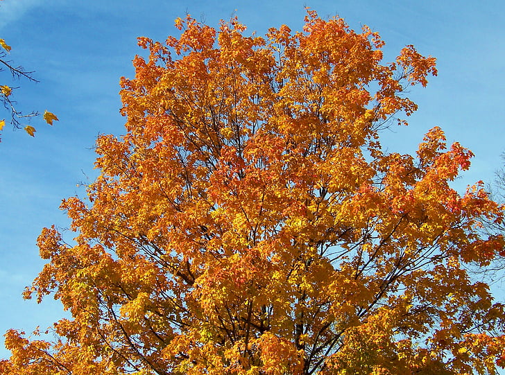 màu da cam, màu vàng, Maple, cây, lá, mùa thu, mùa thu