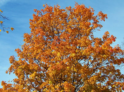 oranžová, žlutá, Javor, strom, listy, podzim, na podzim