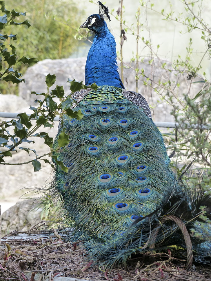 pavão, azul, pássaro, natureza, colorido, padrão, animal