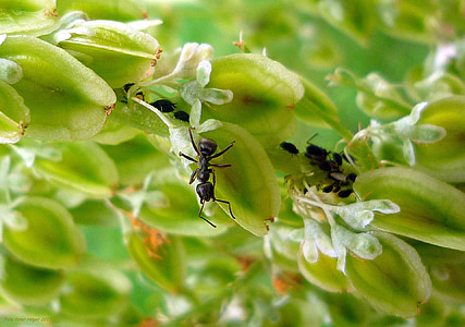 formiga, animal, insectes, fulles, negre, verd