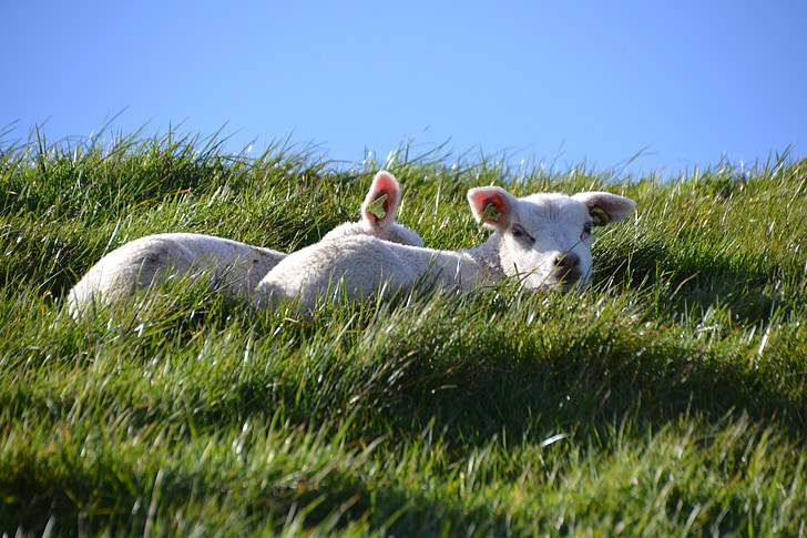 Lamm, Schafe, Bauernhof, Wolle, Natur, Landwirtschaft, die Welt der Tiere