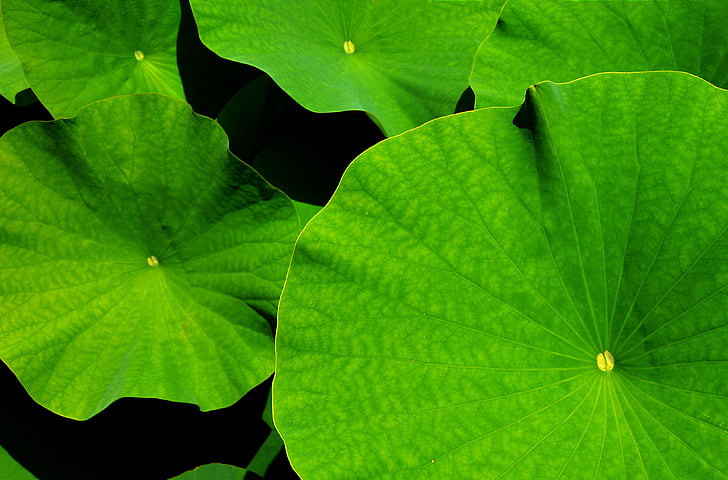 Phyllomedusa, Lotus, el Lotus leaf, jardí botànic, fulles, jardí, fulla