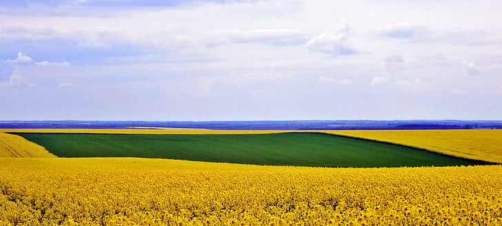 nature, rape, sky, spring, field, yellow-green