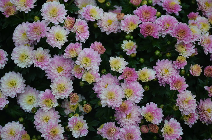 flower, floral, nature, spring, plant, white, leaf