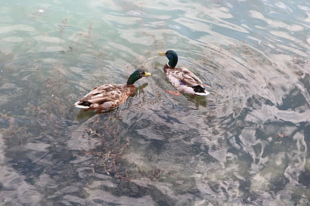 патица, патици, вода, Диви патици, езерото Балатон, природата, птица