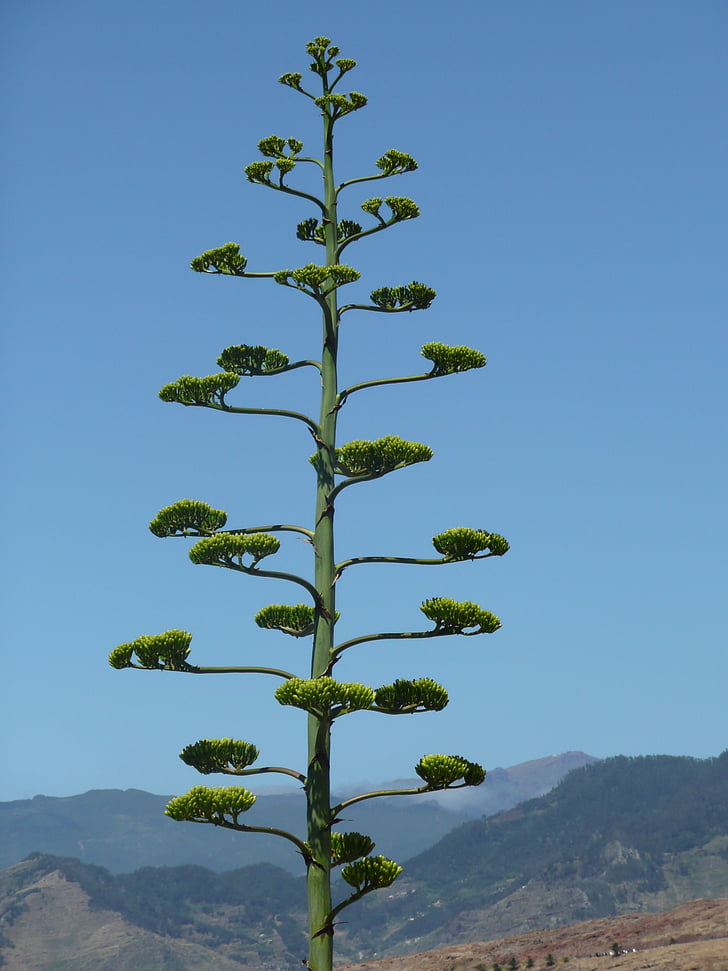 Madeira, doğa, bitki