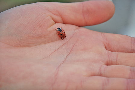 เต่าทอง, ฤดูใบไม้ผลิ, ladybugs, สีแดง, เลดี้, ข้อผิดพลาด, น่ารัก