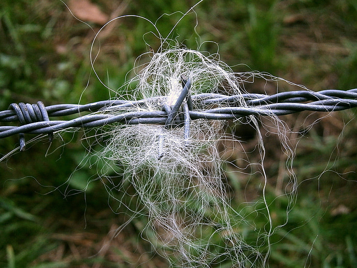 pigtråd, manke, hår, Perd, Wire, fange, sikkerhed