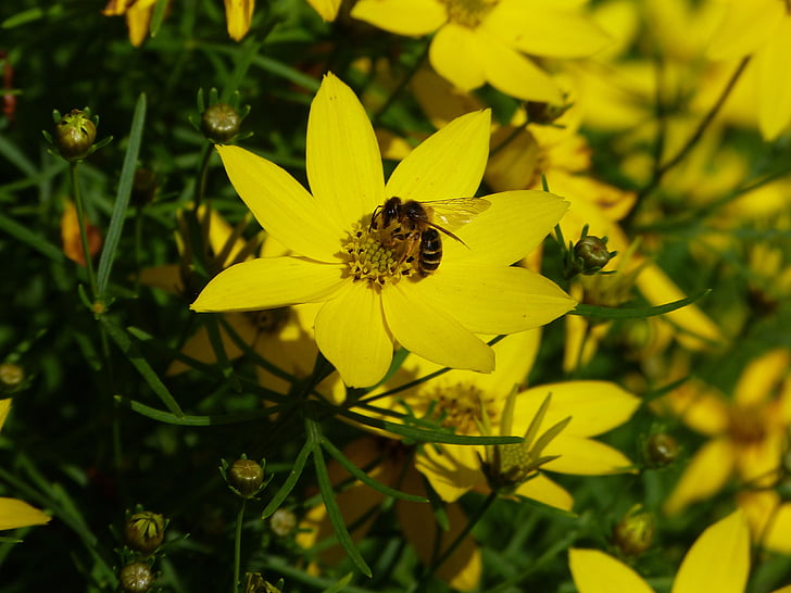mädchenauge, Prado, amarillo, arbusto, primavera, flor, floración
