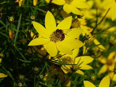 mädchenauge, 초원, 노란색, 관목, 봄, 꽃, 블 룸
