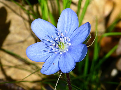 hepatica, puķe, zieds, Bloom, Violeta, Violeta, hepatica nobilis