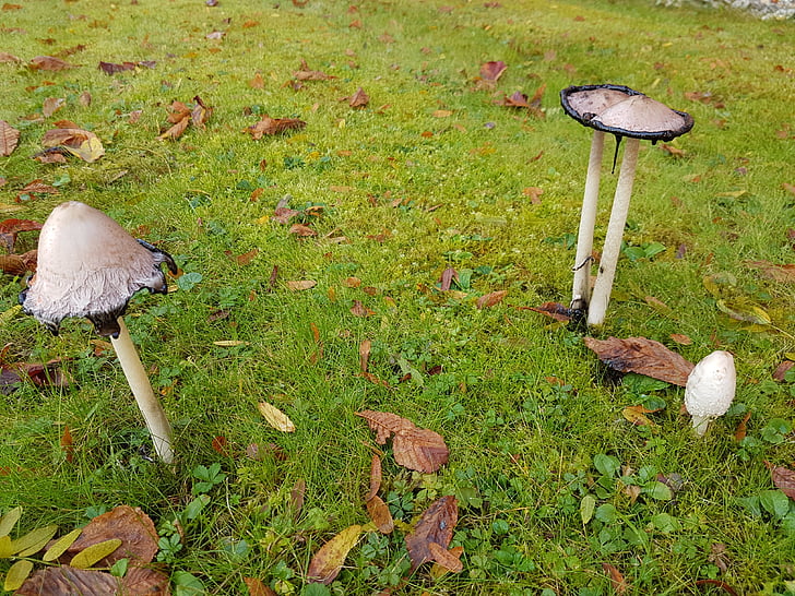mushrooms, schopf comatus, ink, mushroom, comatus, edible young