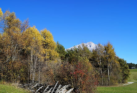 efterår, blå himmel, træ, blade, kontrast, himmelblå, landskab