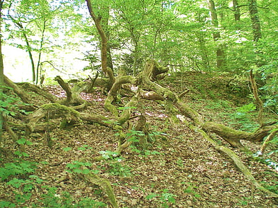 Moss, koreň, Zelená, Forest, Wilderness, MIS shapen, Príroda