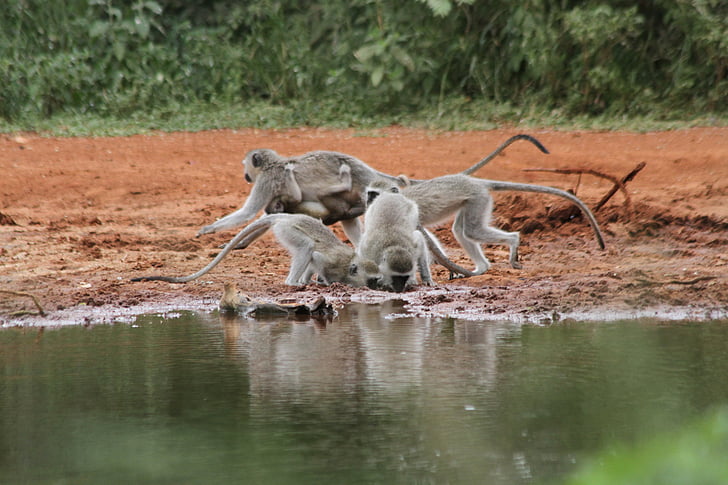 ape, africa, limpopo, water hole, drink