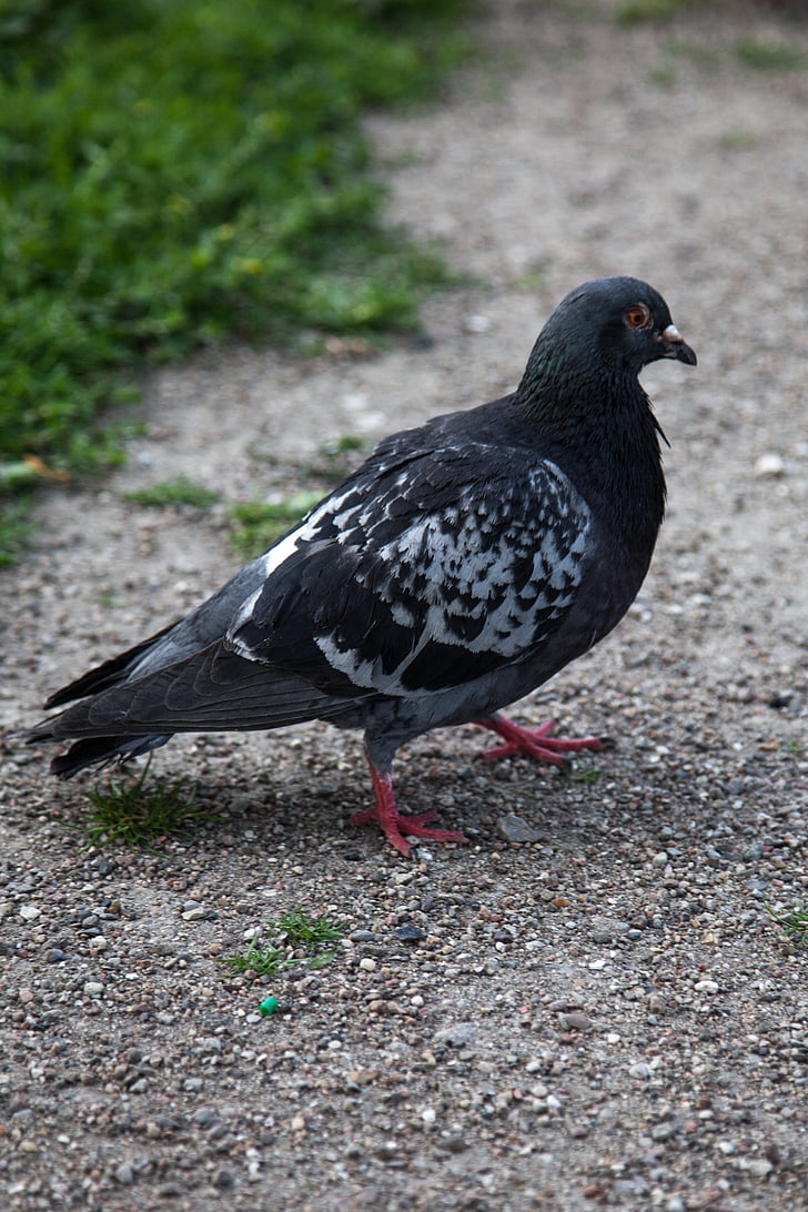 pigeon, city, grass, bird, nature, dove, animal