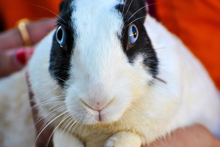 rabbit, white, black, hare, bunny, animal, animals