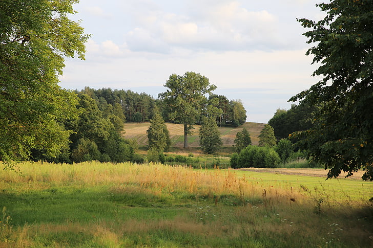 äng, träd, naturen, Polyana, Polen, grön, fältet